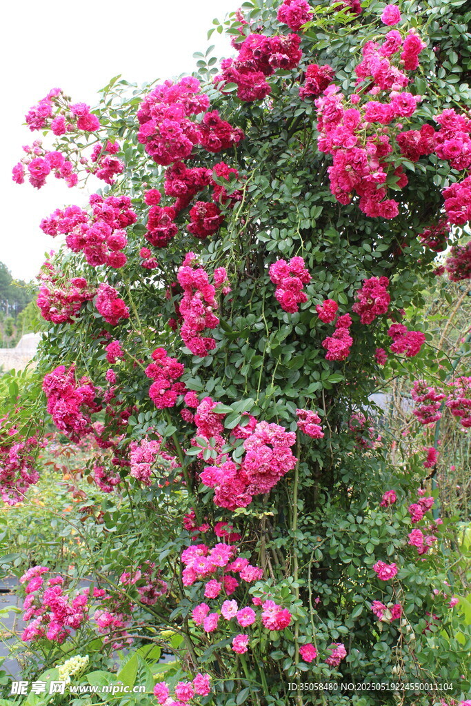 蔷薇花 