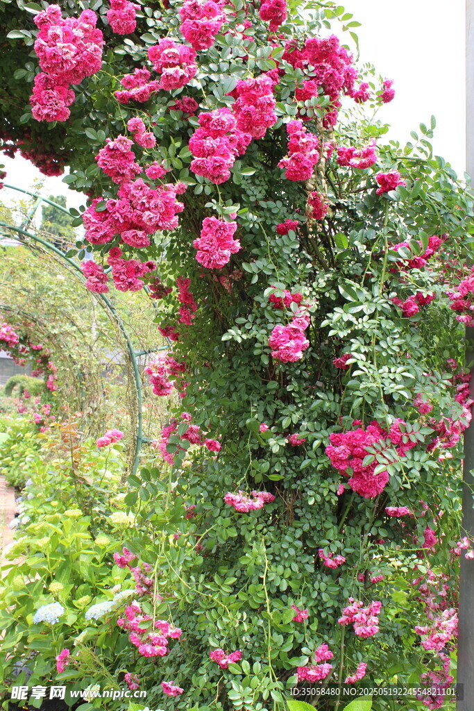 蔷薇花 