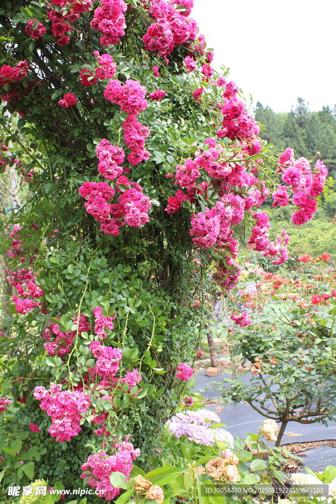 蔷薇花 