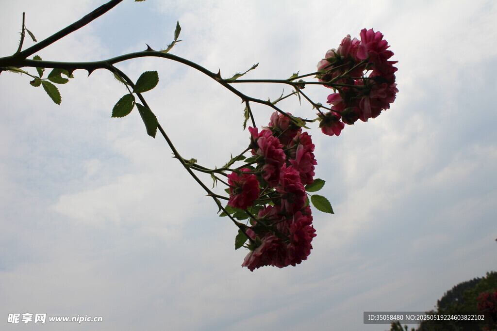 蔷薇花  
