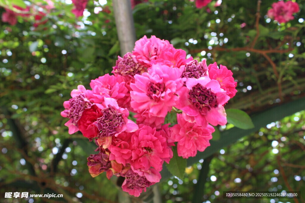 蔷薇花 