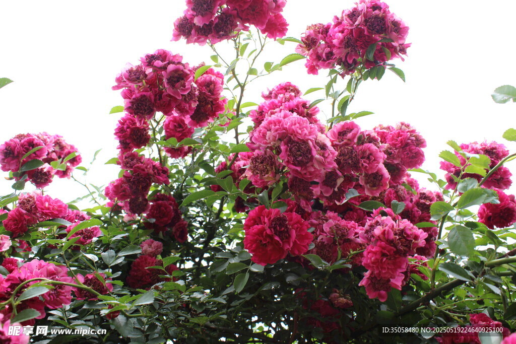 蔷薇花 
