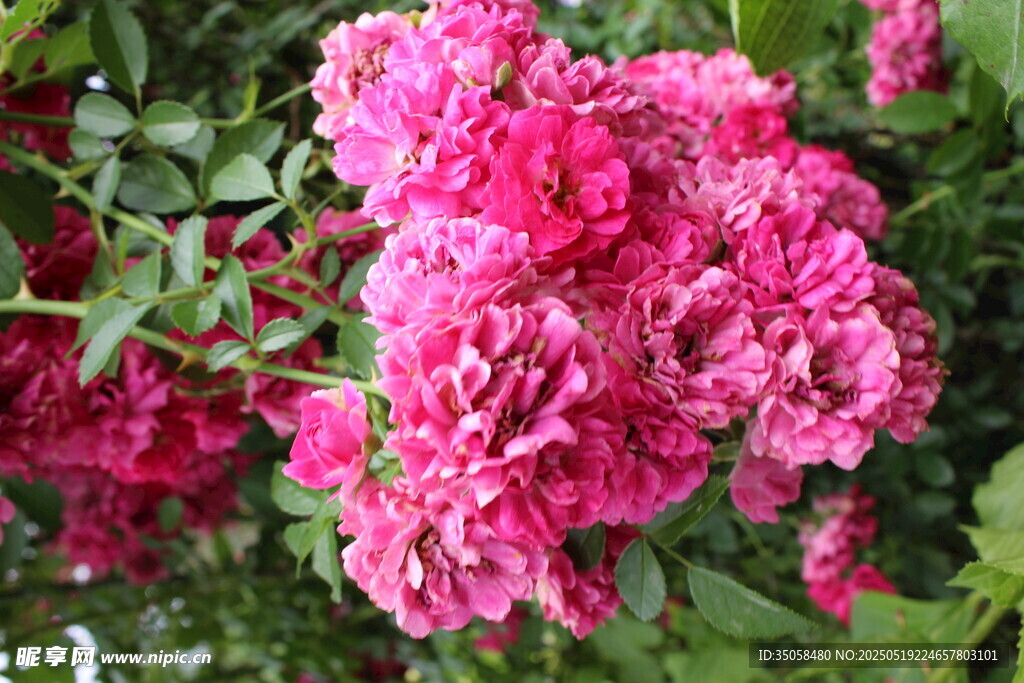 蔷薇花 