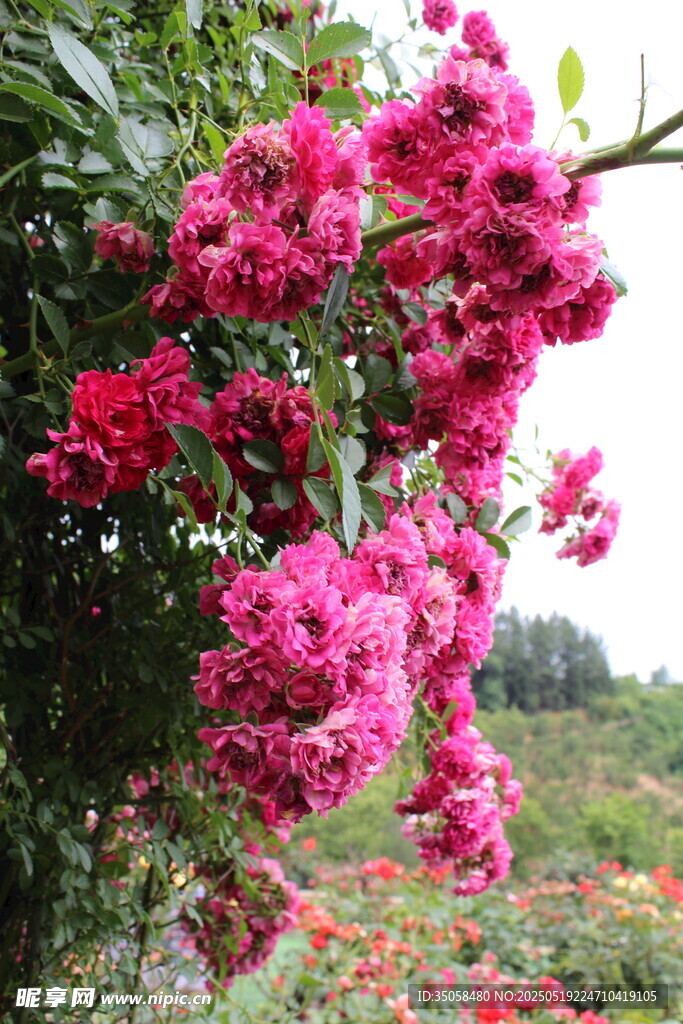 蔷薇花 
