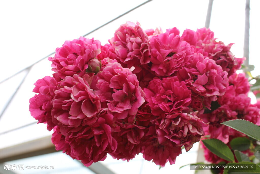 蔷薇花  