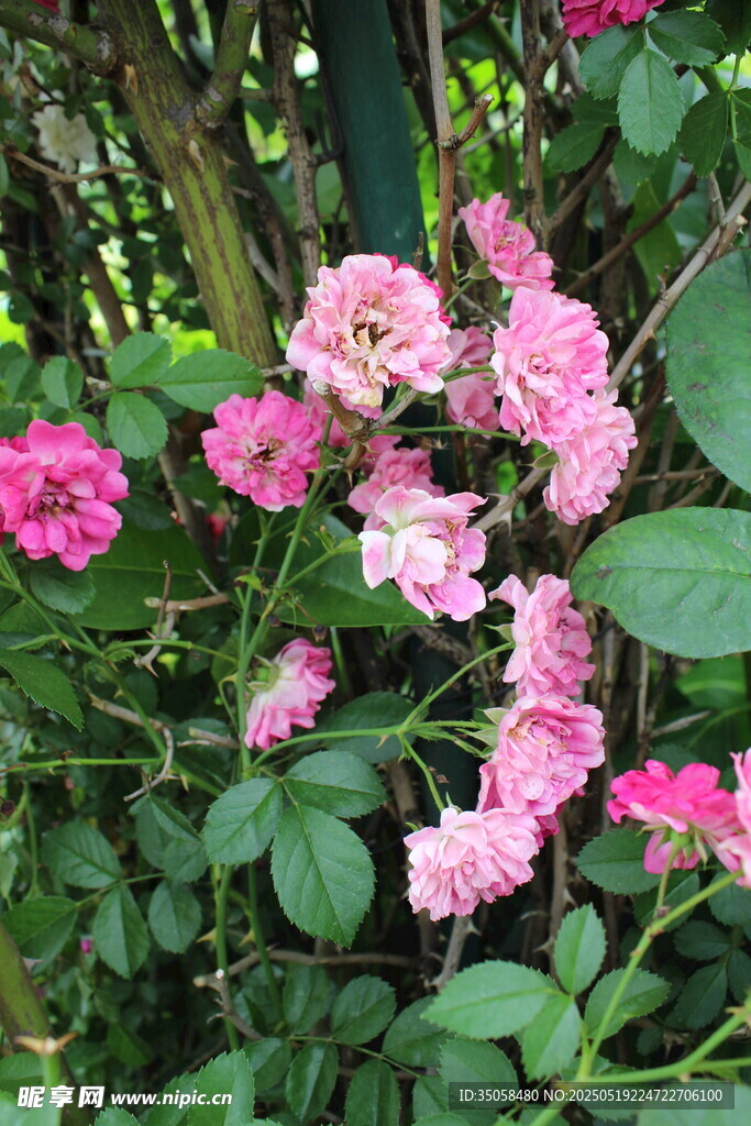 蔷薇花 