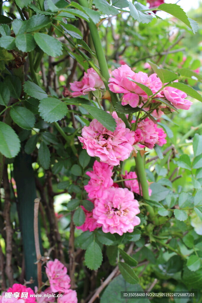 蔷薇花  