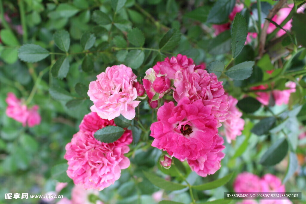 蔷薇花 