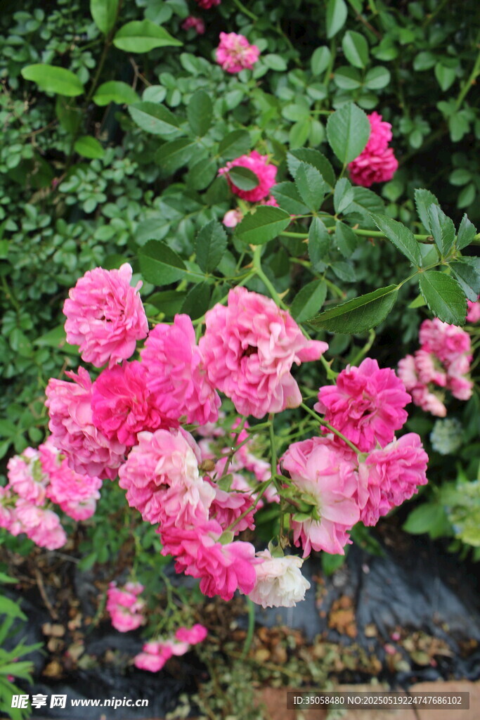 蔷薇花  