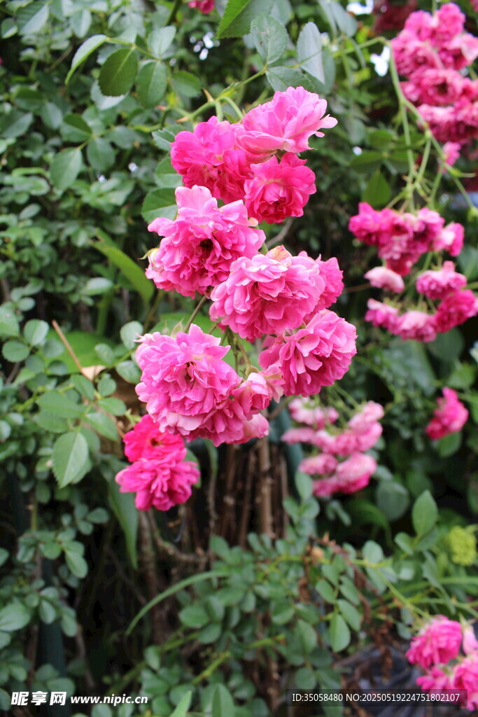 蔷薇花  