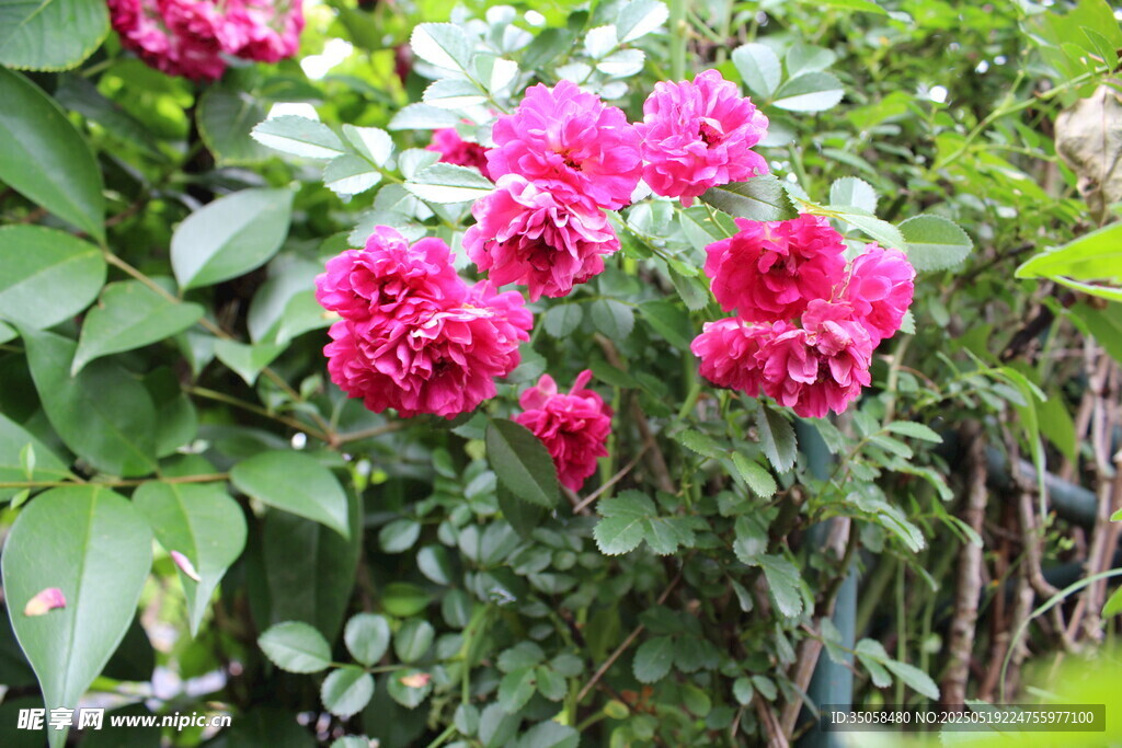 蔷薇花 