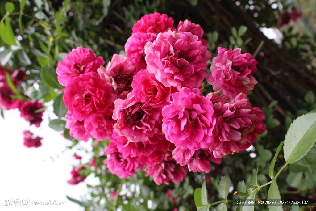 蔷薇花  