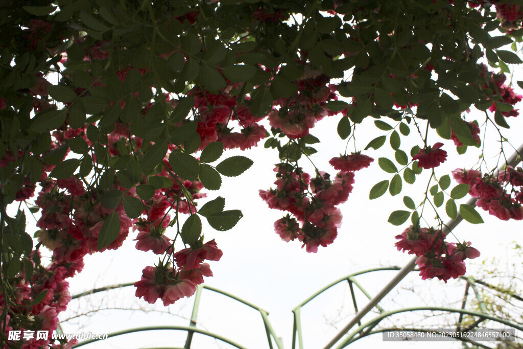 蔷薇花 