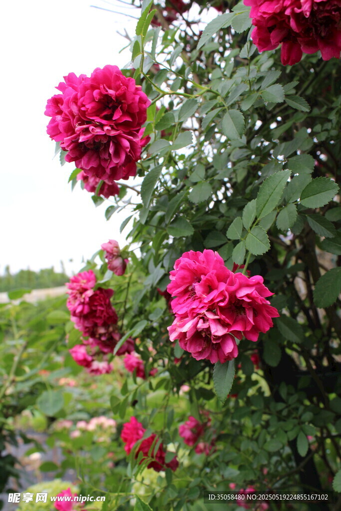 蔷薇花 