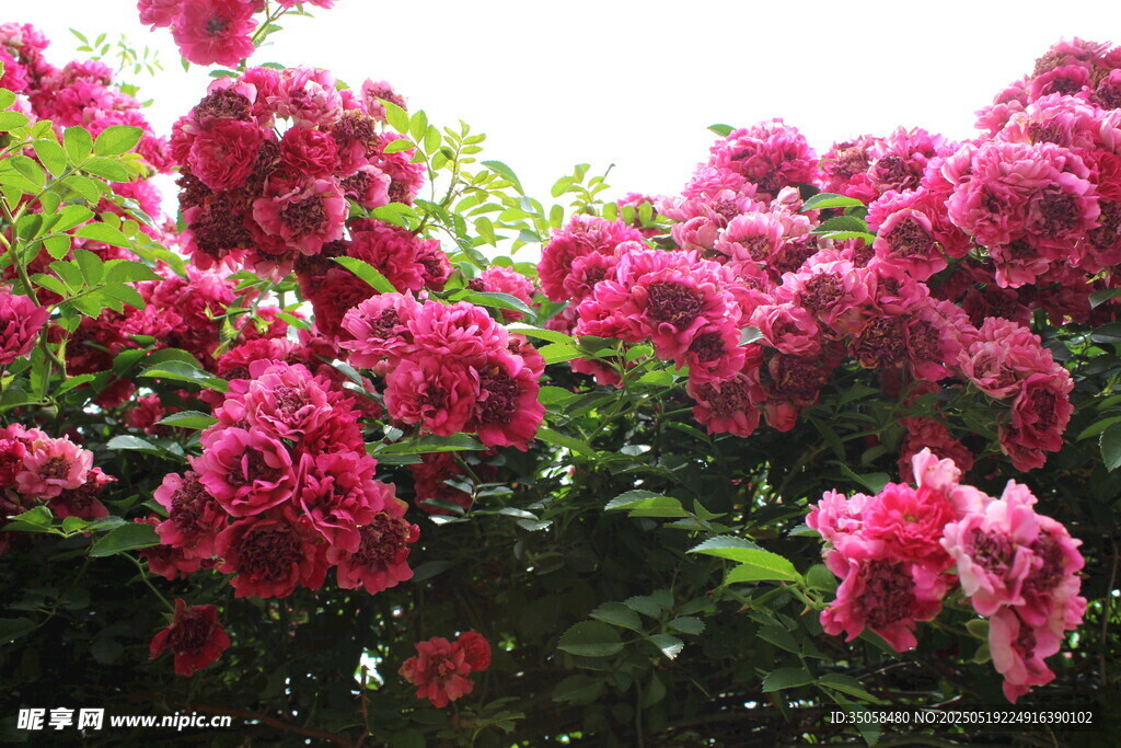 蔷薇花 