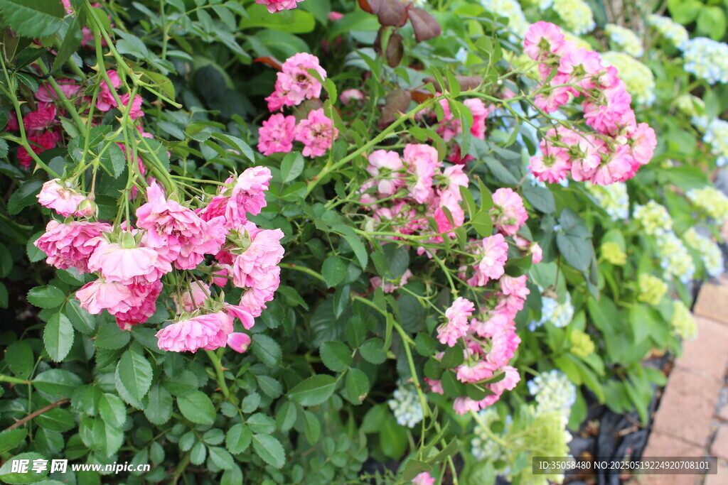 蔷薇花 