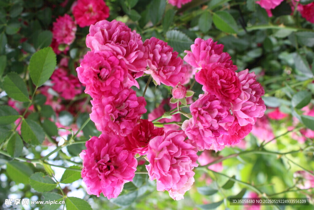 蔷薇花 