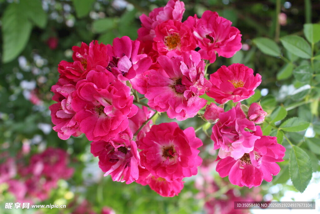 蔷薇花 