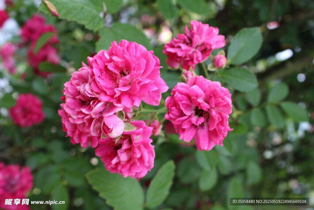 蔷薇花 