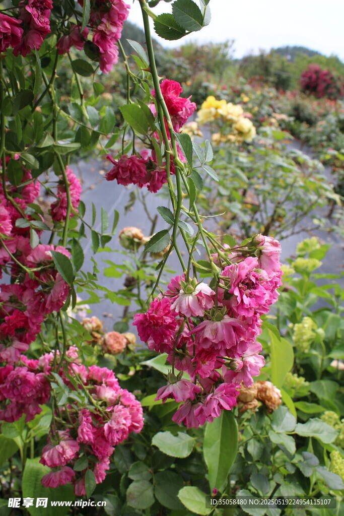 蔷薇花 