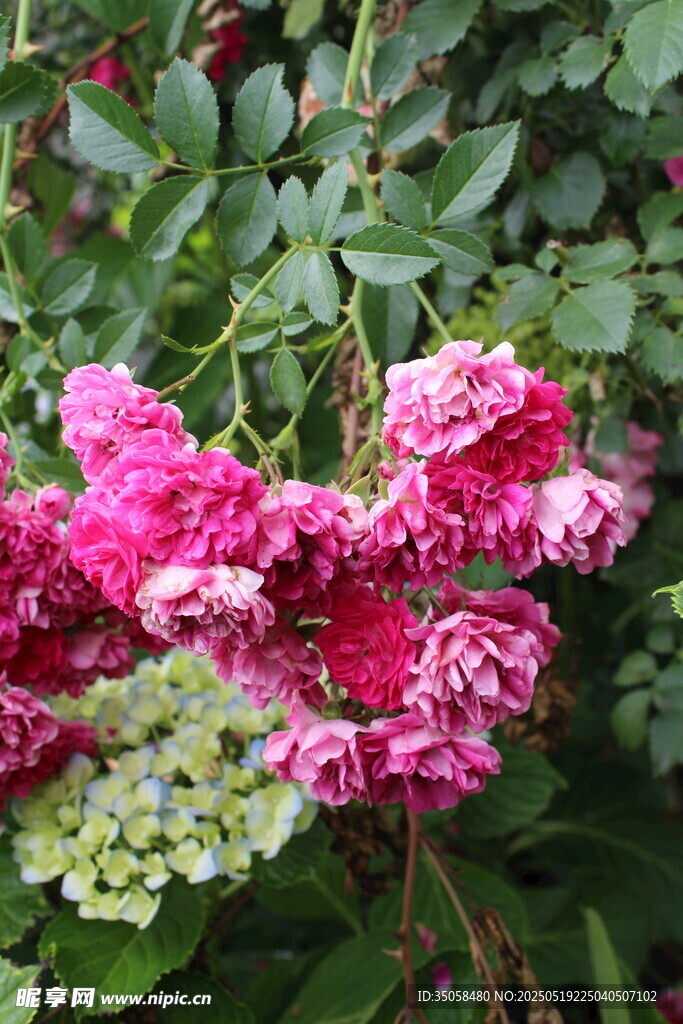 蔷薇花 