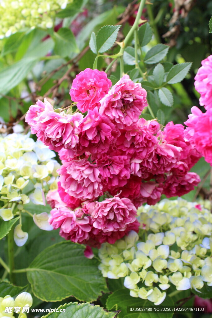 蔷薇花  