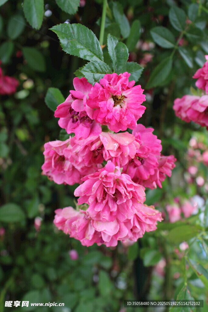 蔷薇花