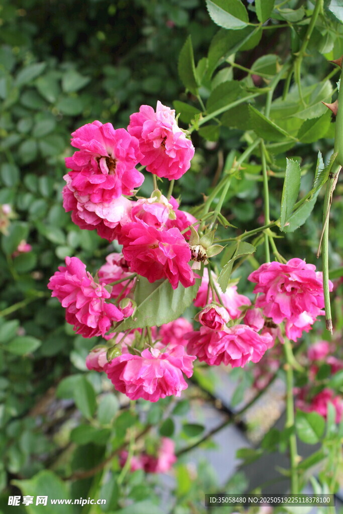 蔷薇花