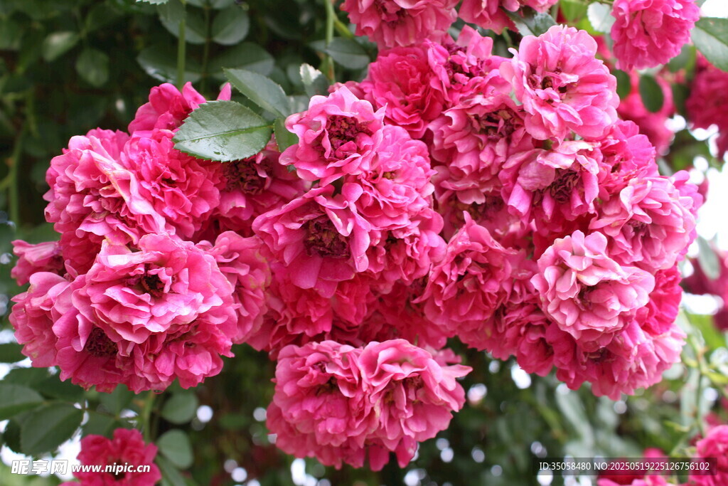 蔷薇花