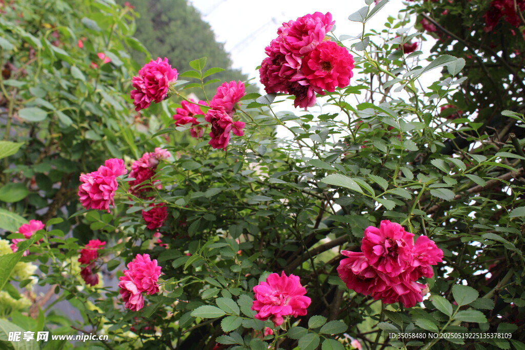 蔷薇花 