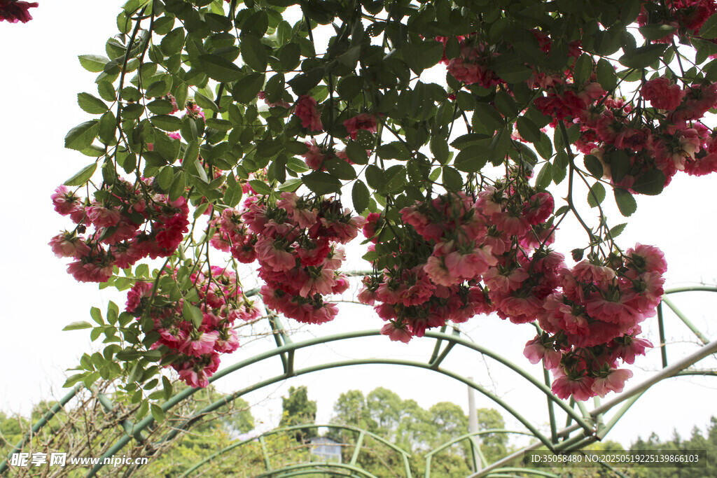 蔷薇花