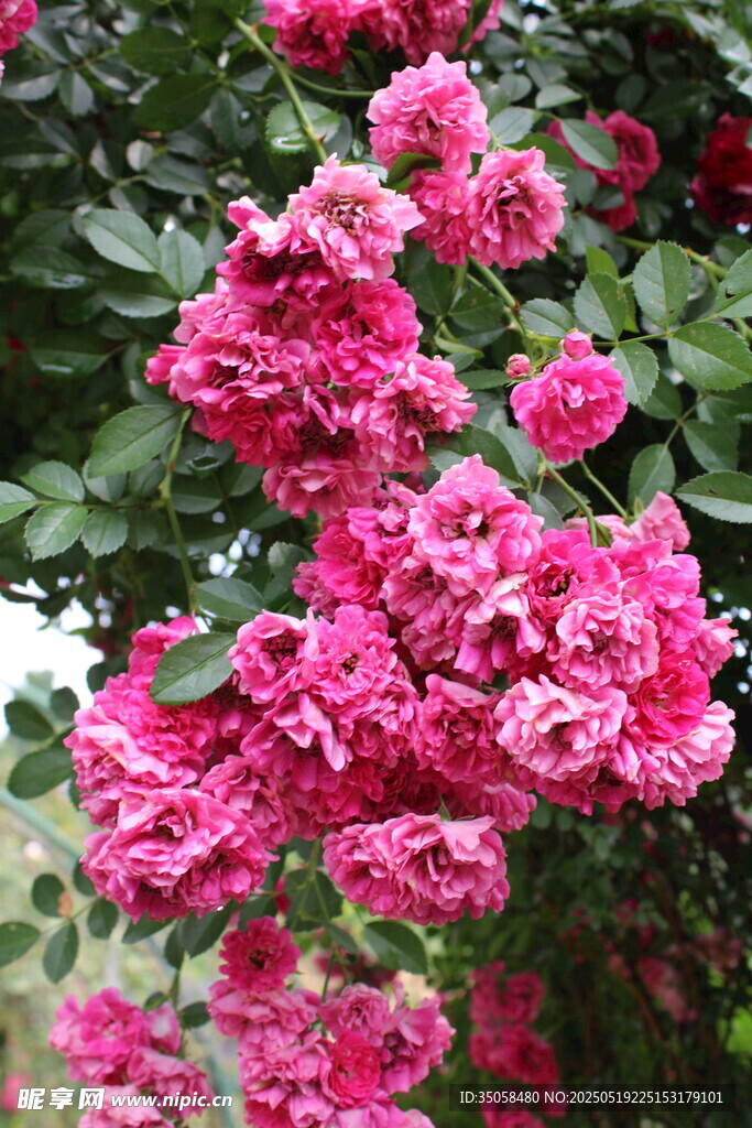 蔷薇花