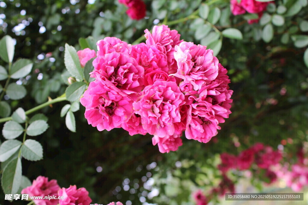 蔷薇花 