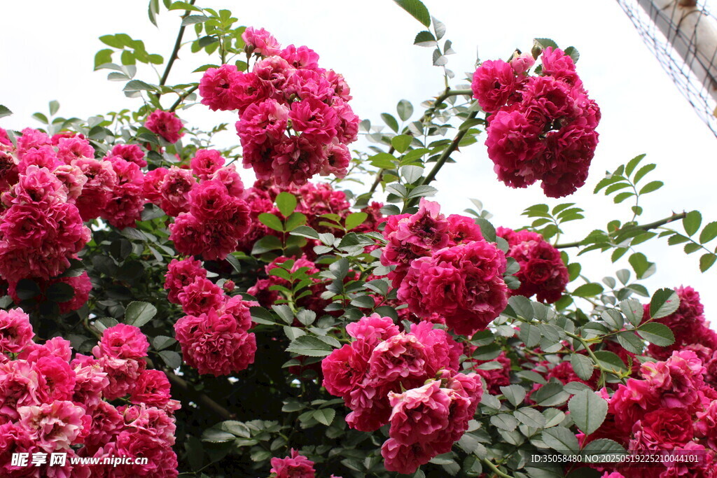 蔷薇花 