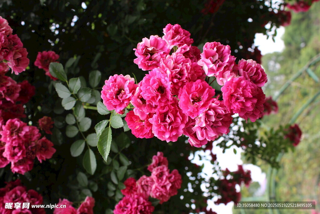 蔷薇花  
