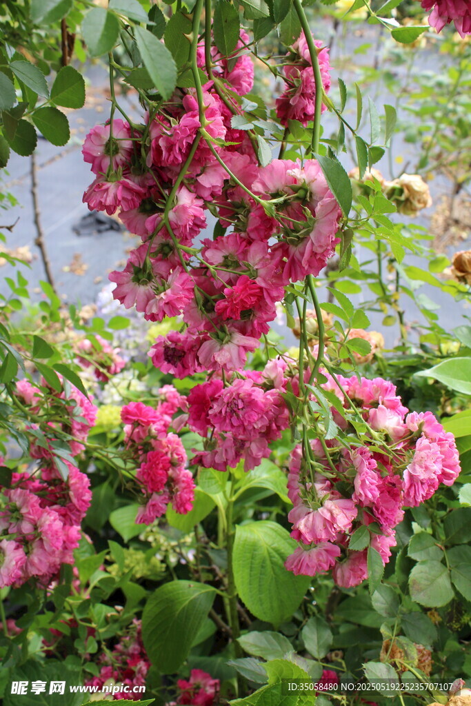 蔷薇花