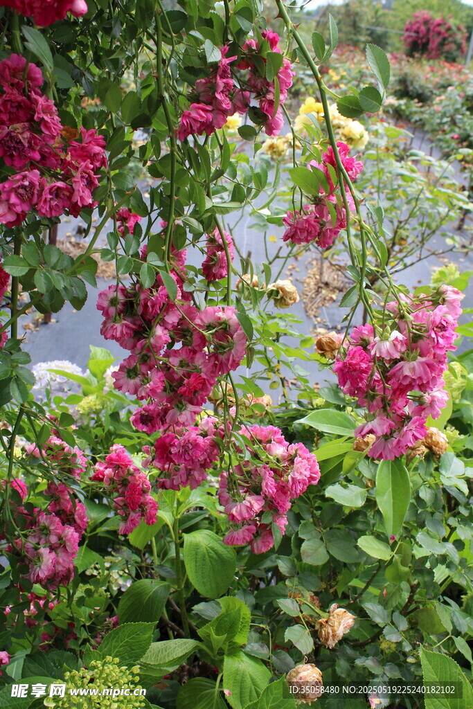 蔷薇花