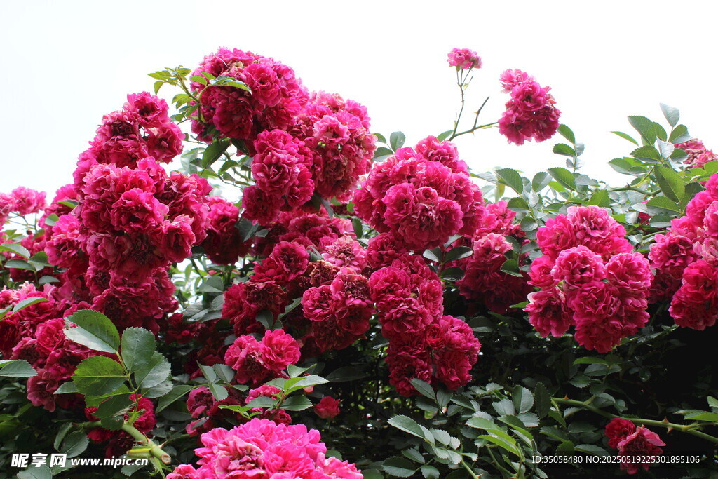蔷薇花 