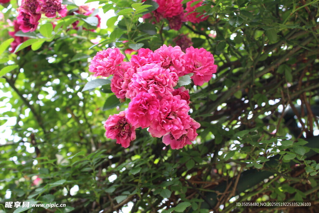 蔷薇花 