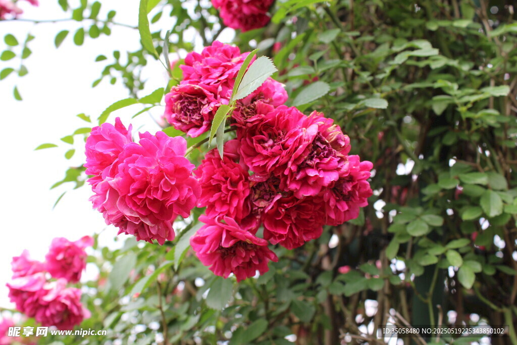 蔷薇花 