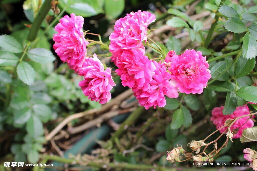 蔷薇花 