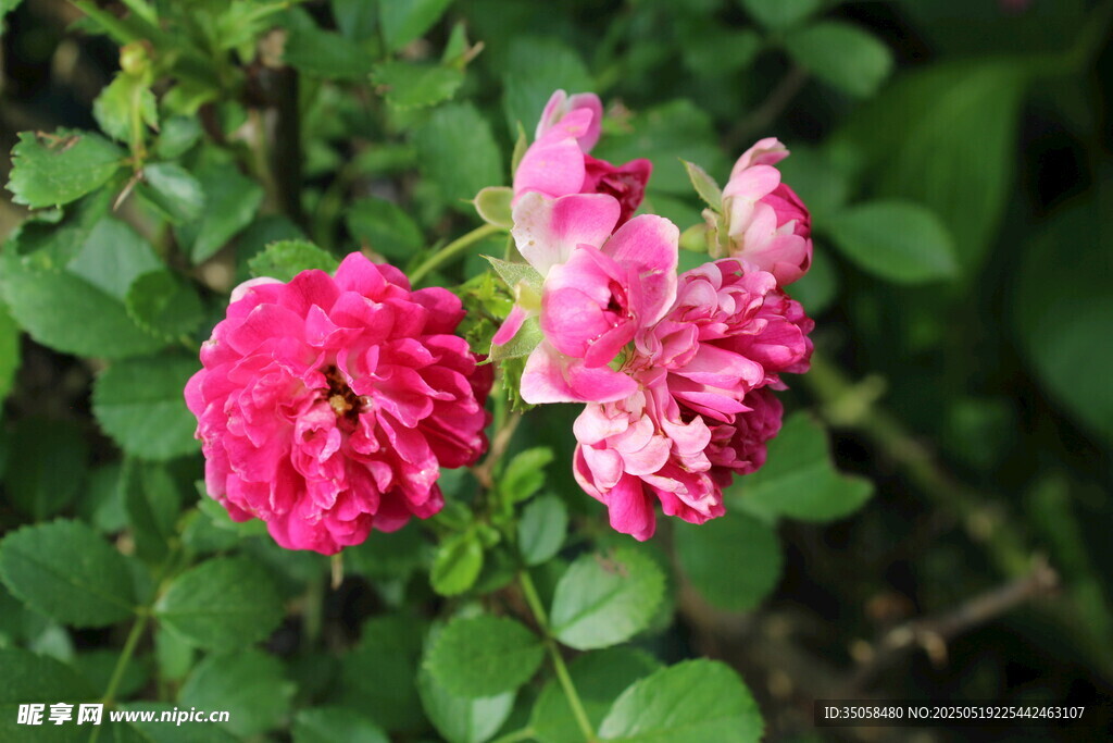 蔷薇花 