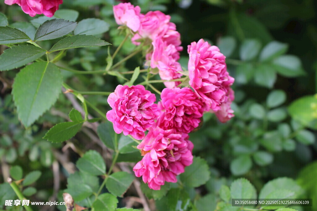 蔷薇花 