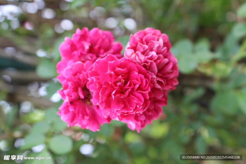 蔷薇花 