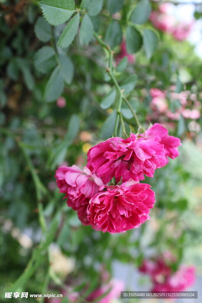 蔷薇花 