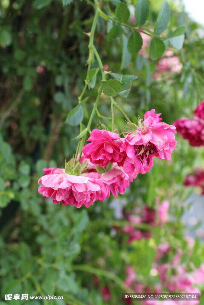 蔷薇花 