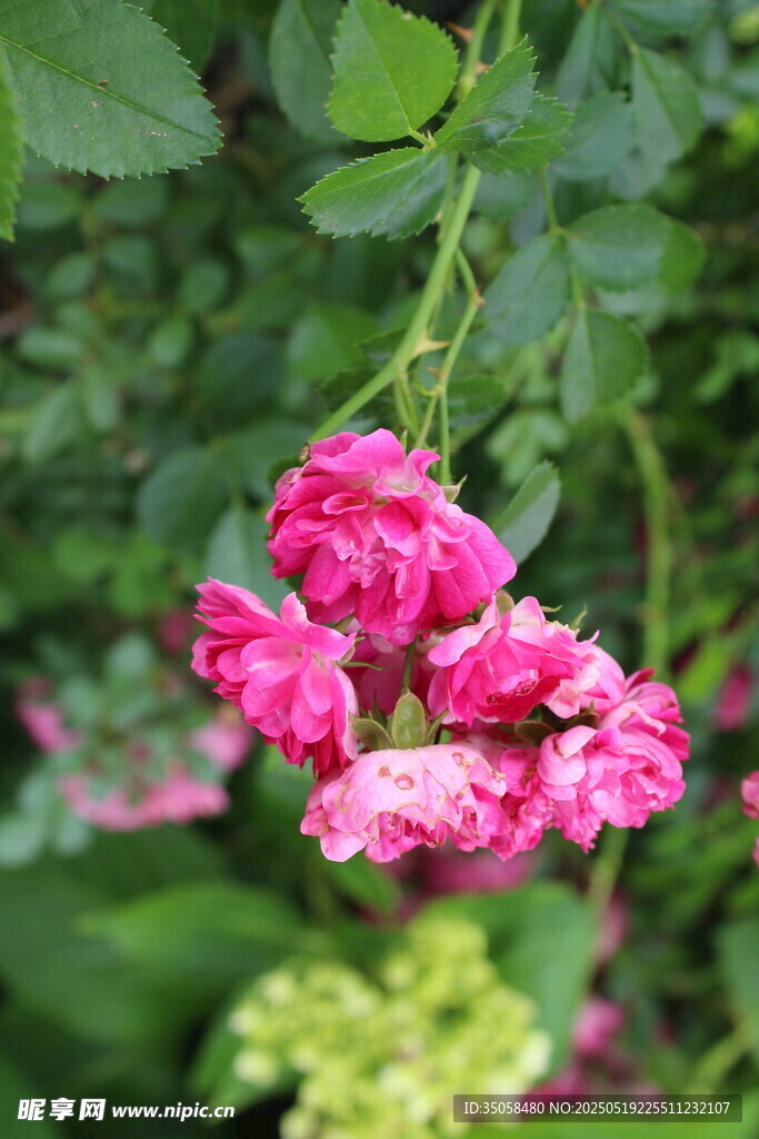 蔷薇花 