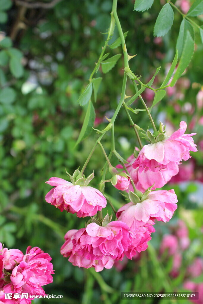 蔷薇花 