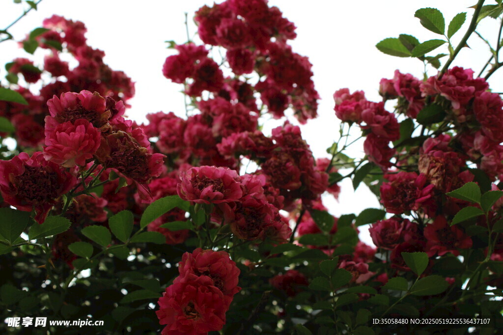 蔷薇花 