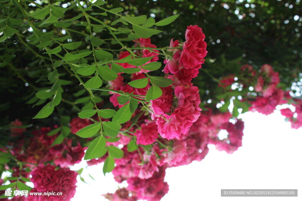 蔷薇花 